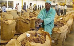 <b>国外津巴布韦烟草行业地区,预计今年的烟叶价格有大大提升</b>